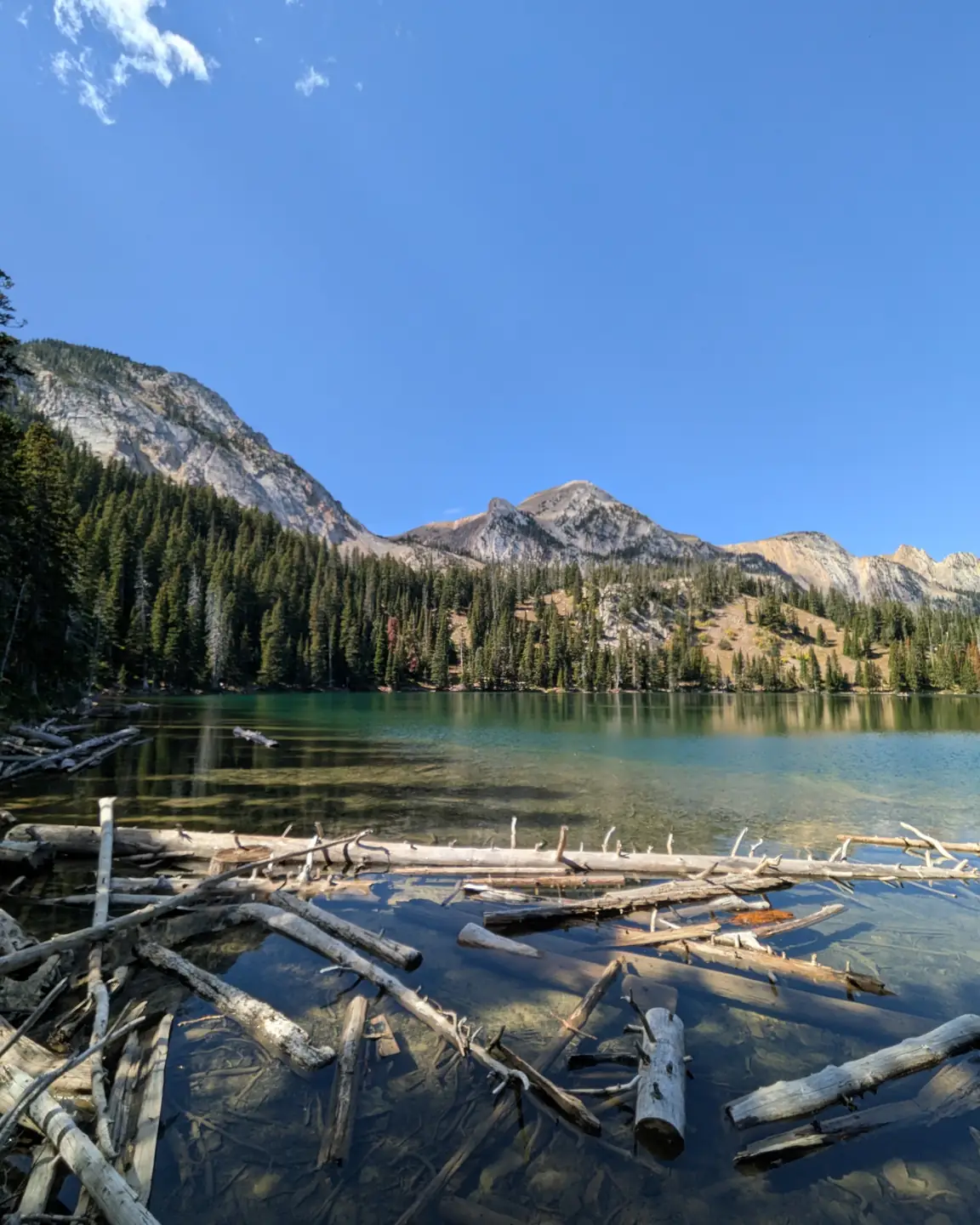 Clear water and fallen logs at Fairy Lake below the Bridger Range peaks