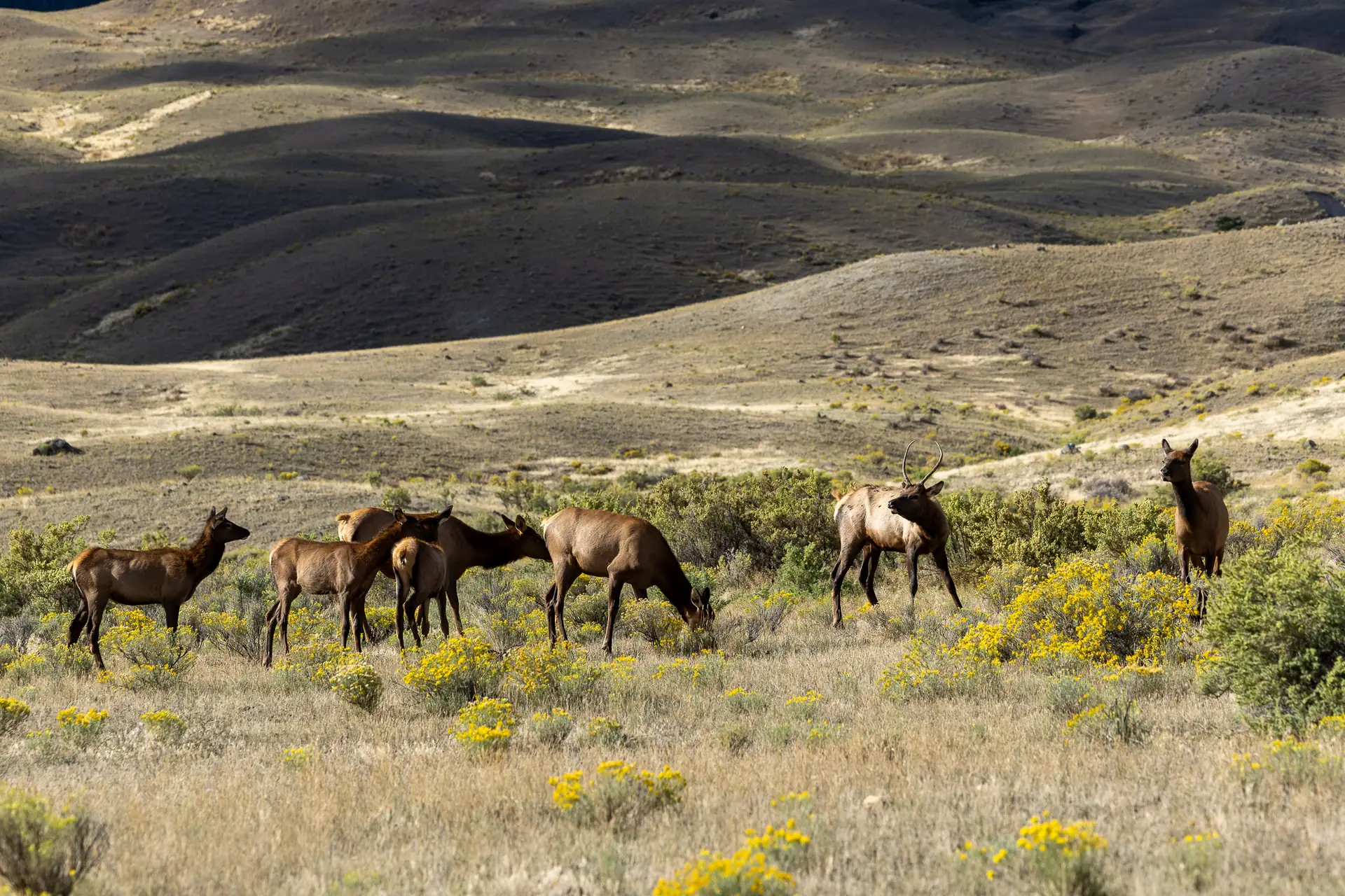 Elk grazing among sagebrush and yellow rabbitbrush in Yellowstone's northern range